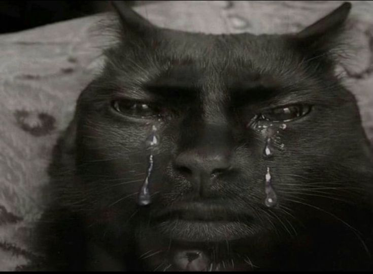 Gatito triste
